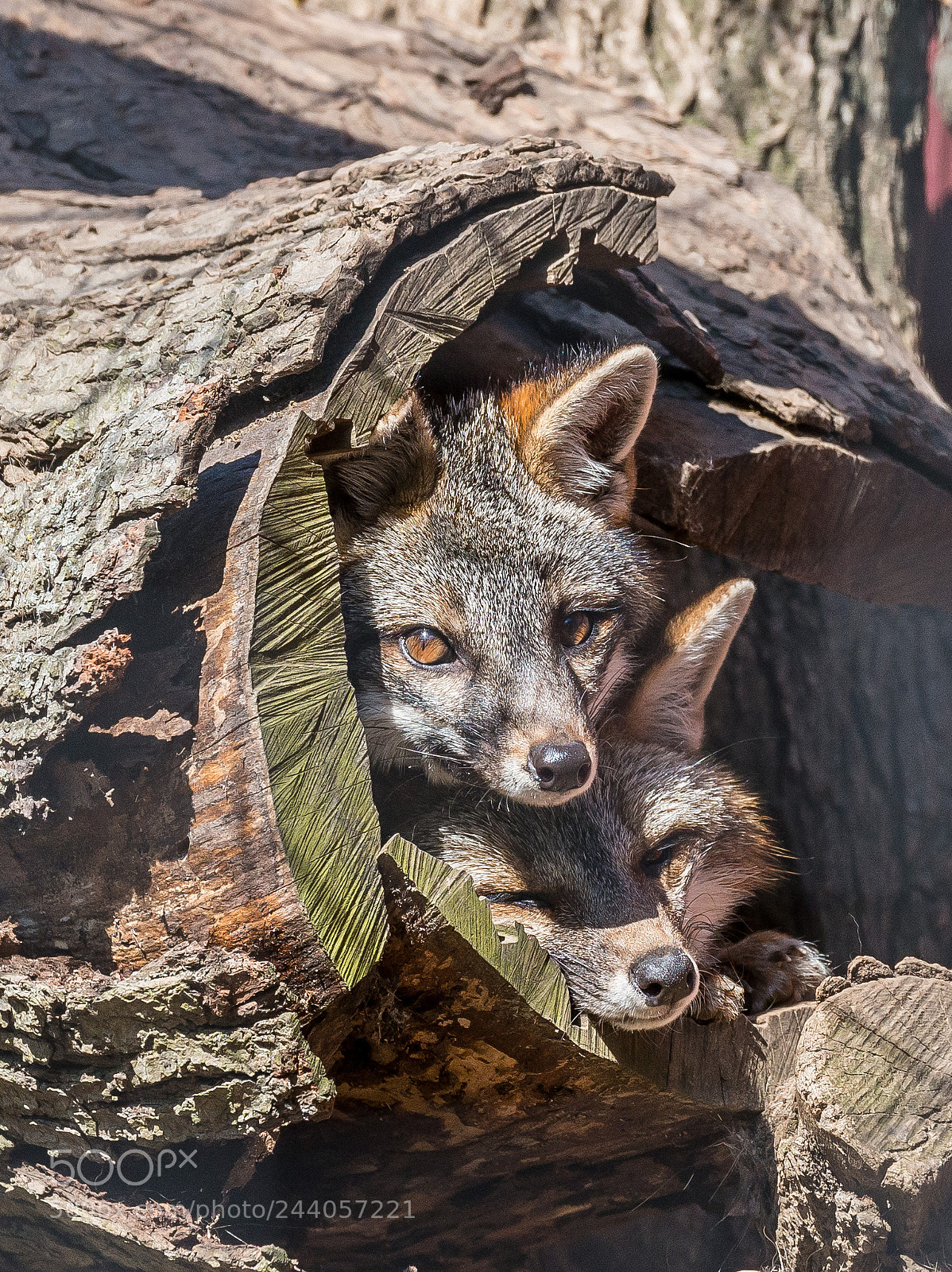 Nikon D800 sample photo. Fox photography