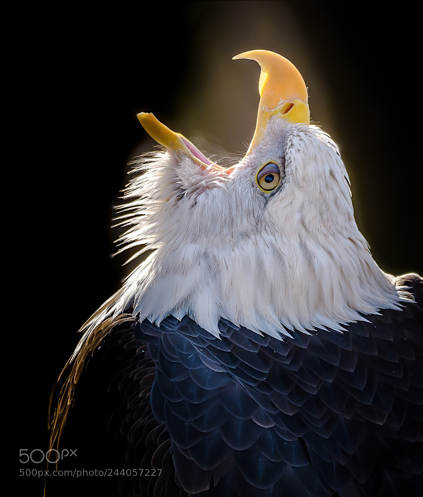 Nikon D500 sample photo. Eagle photography
