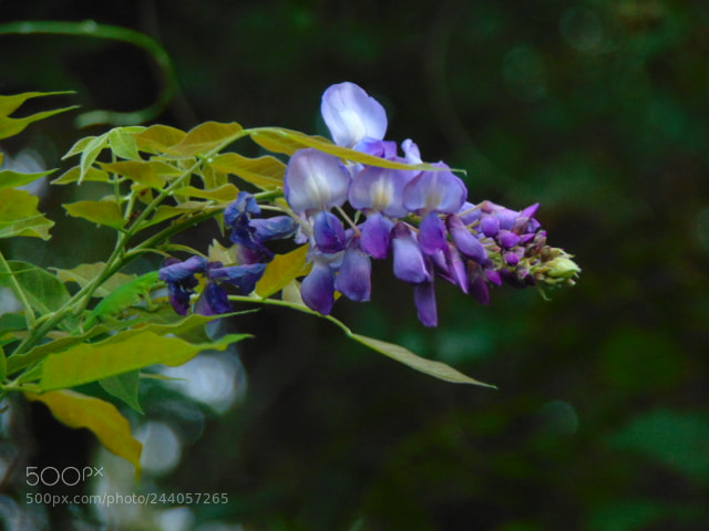 Sony Cyber-shot DSC-H300 sample photo. Wisteria 2 photography