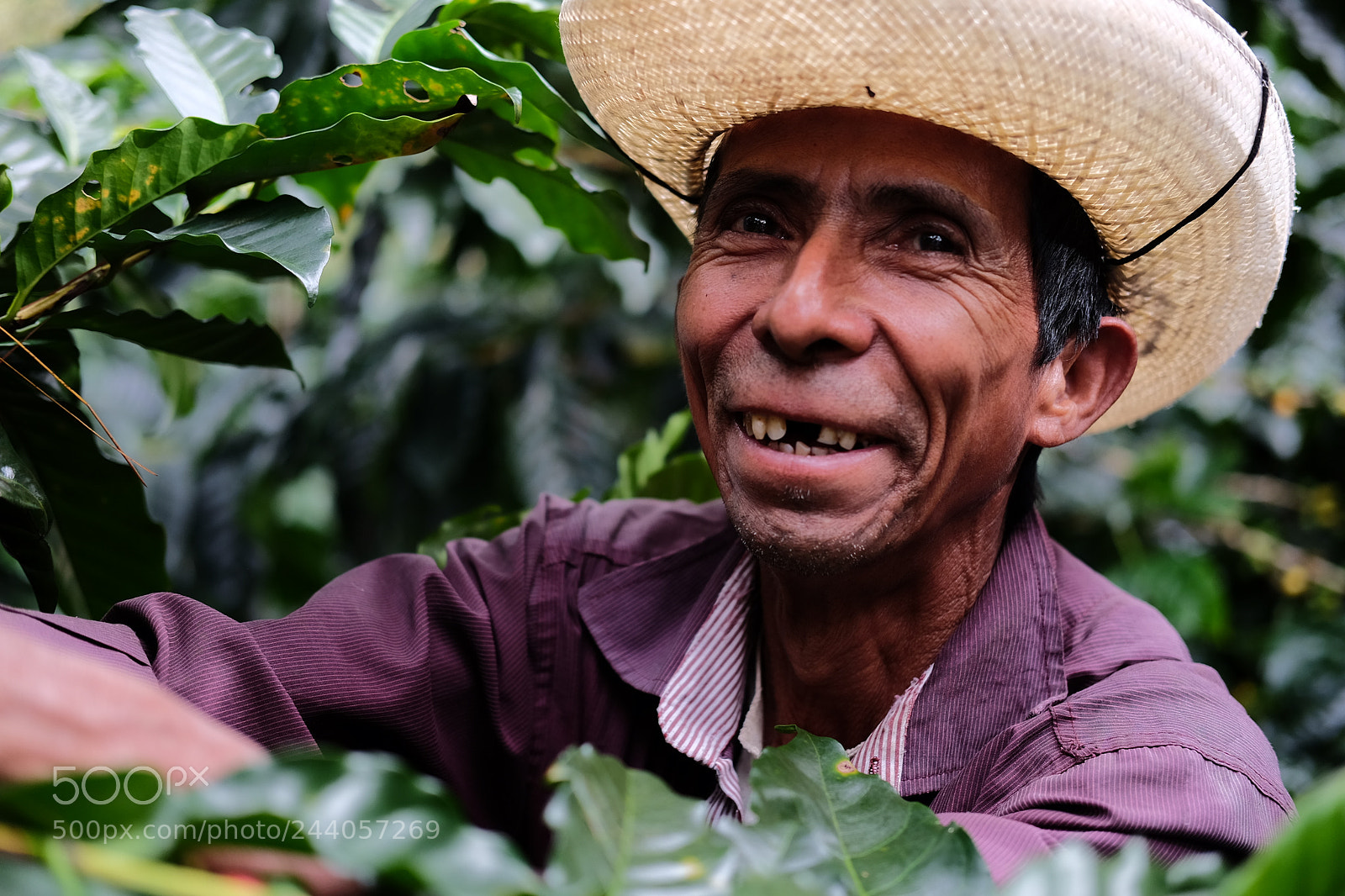 Fujifilm X-T1 sample photo. Coffee picking photography