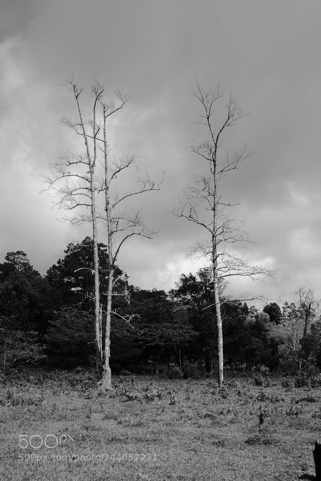 Fujifilm X-T1 sample photo. Trees. photography