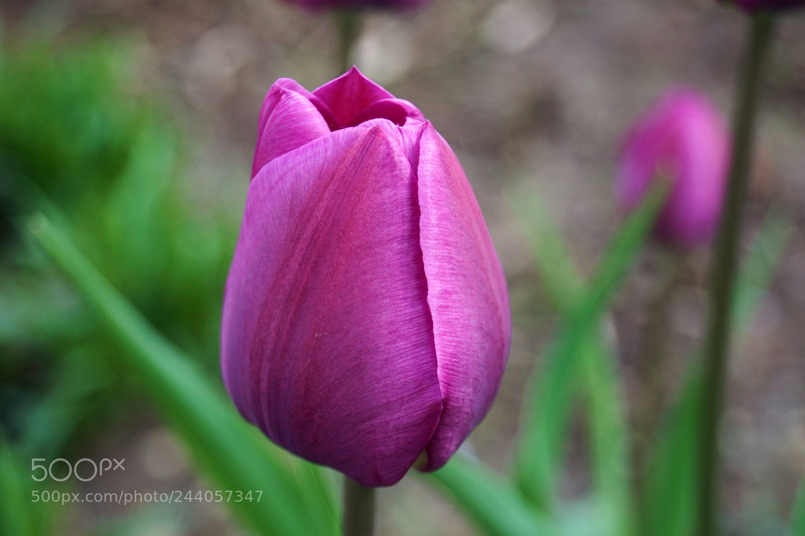 Sony SLT-A68 sample photo. Waiting for the spring photography
