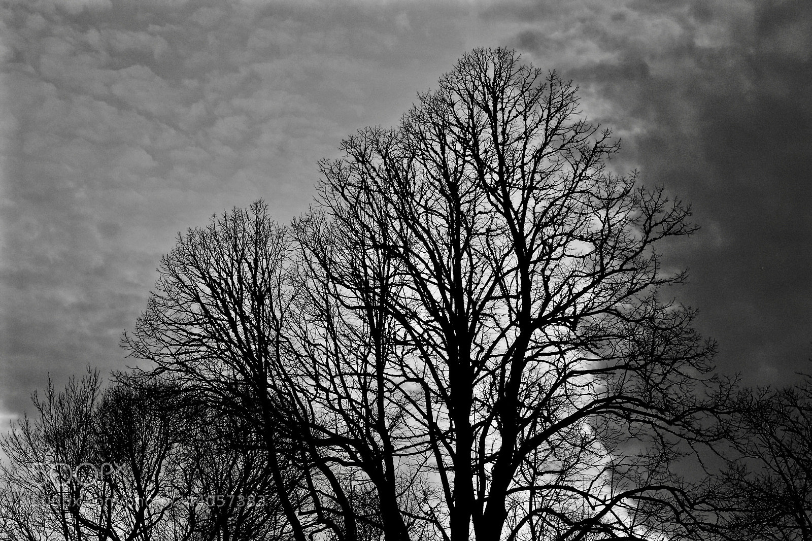 Canon EOS 10D sample photo. Silhouette, photography