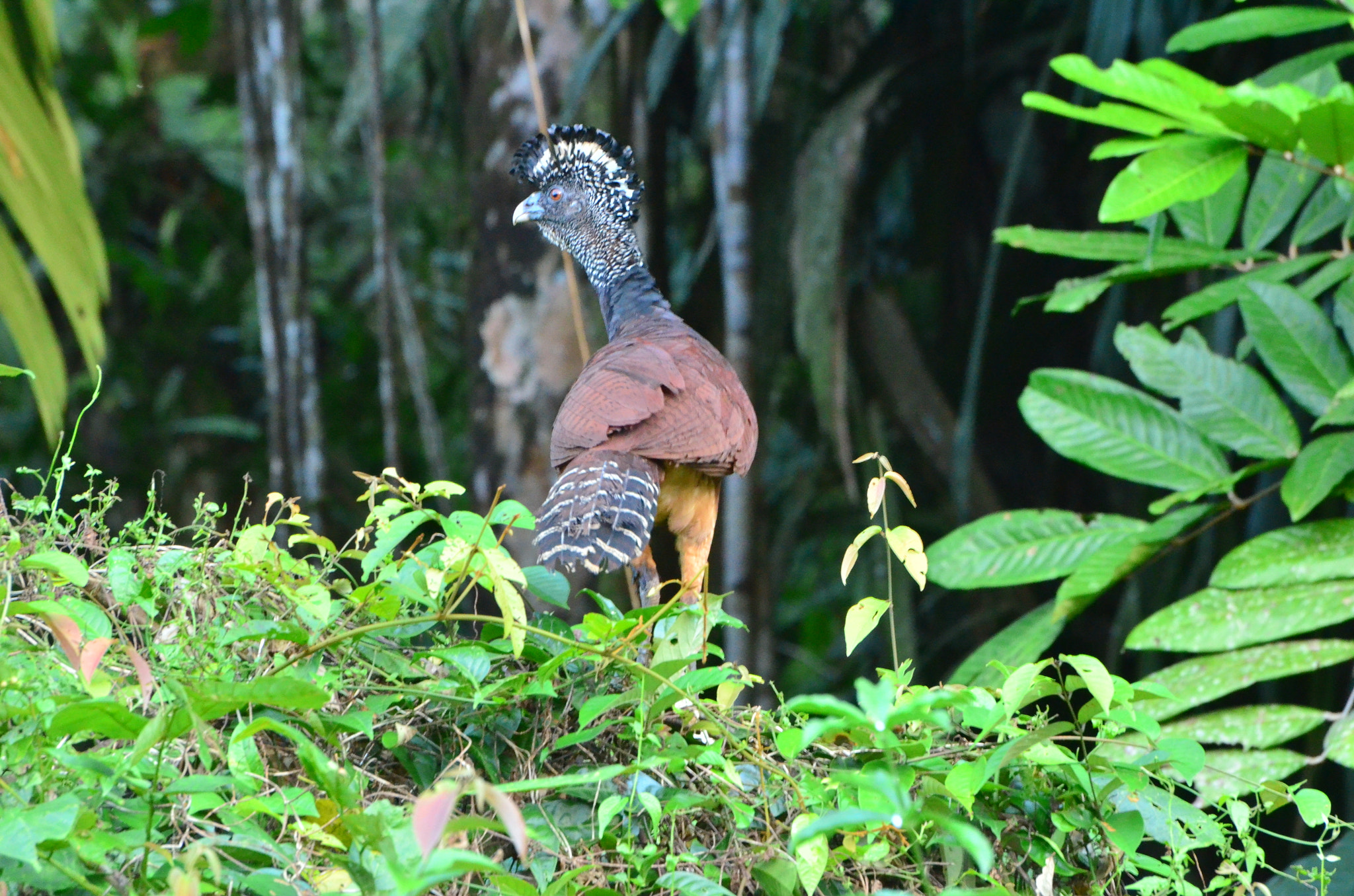 Nikon D5100 sample photo. Turkey in jungle photography