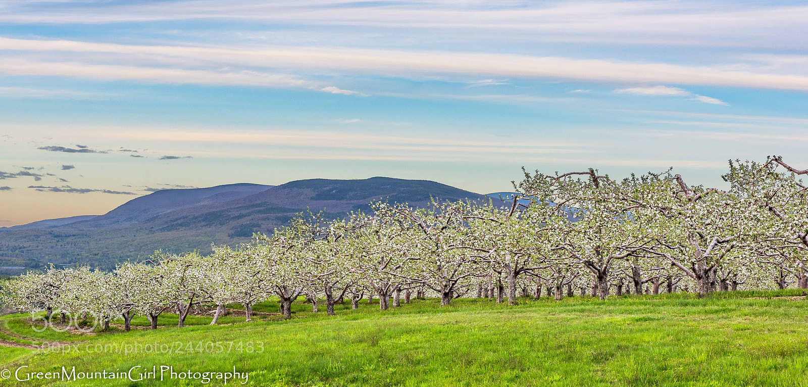 Nikon D810 sample photo. Apple orchard in spring photography