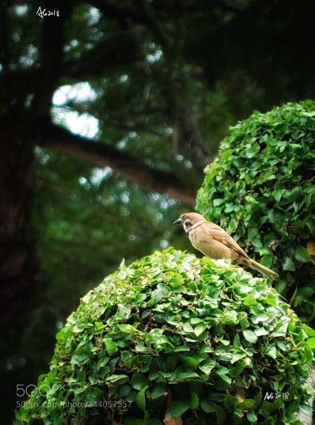Sony DSC-RX100M5 sample photo. 愿光阴不负 photography