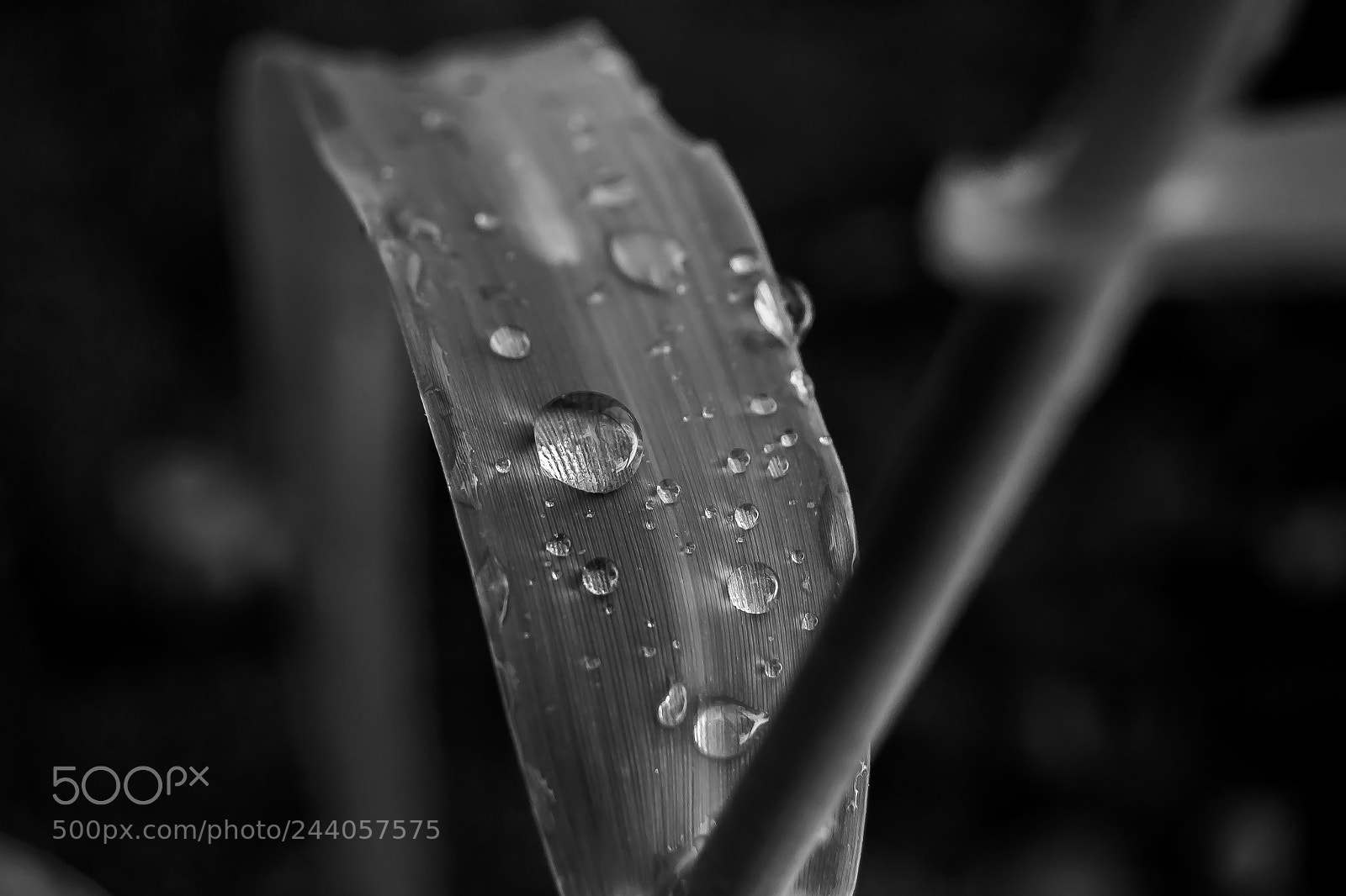 Nikon D3100 sample photo. Untitled photography