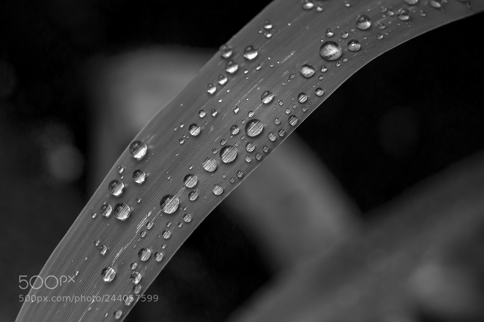 Nikon D3100 sample photo. Untitled photography