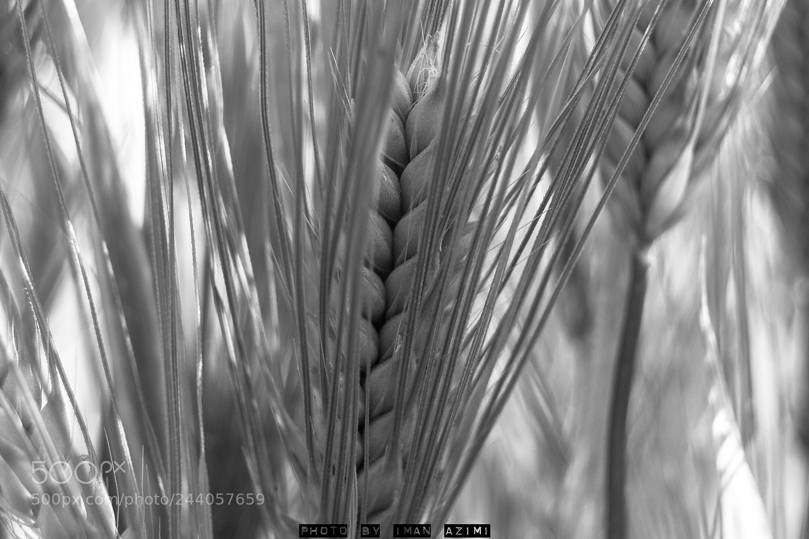 Nikon D3100 sample photo. Untitled photography