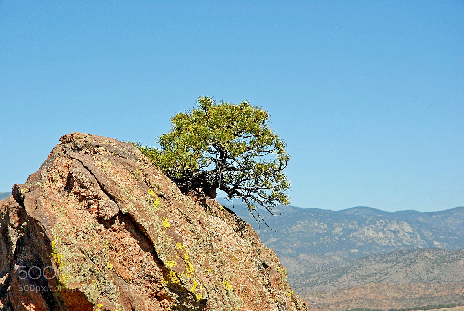Nikon D200 sample photo. Shrub and rock at photography
