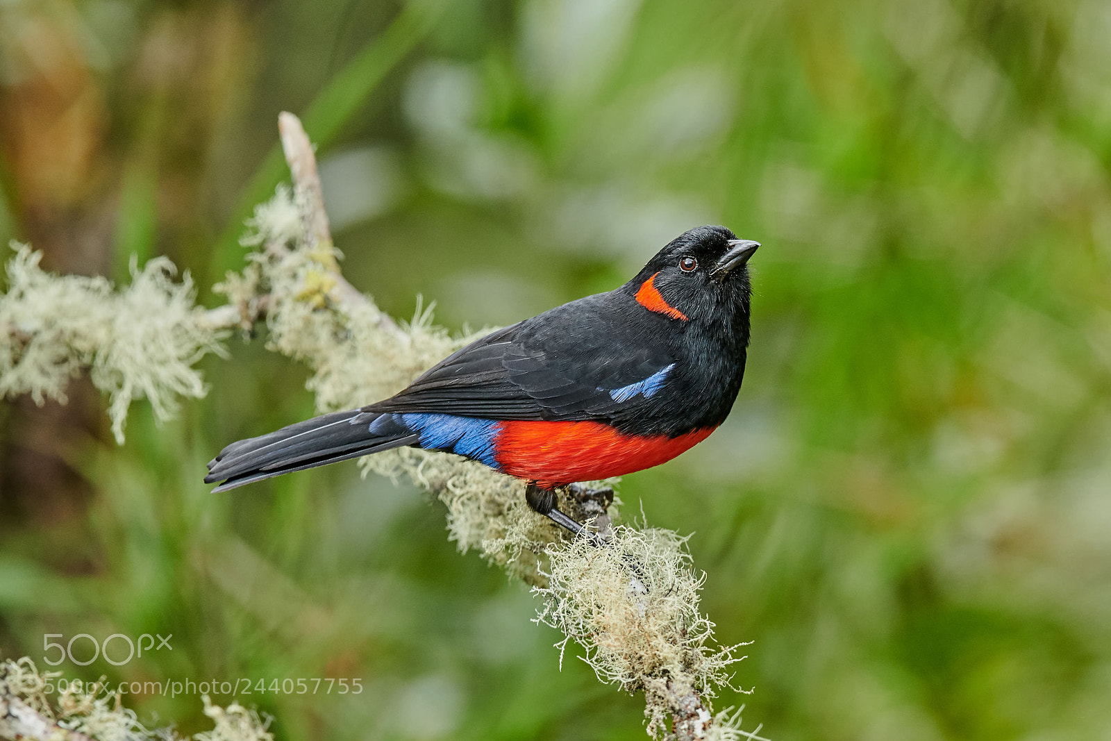 Nikon D850 sample photo. Scarlet bellied mountain tanager photography