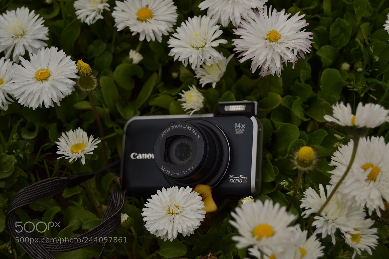 Nikon D3100 sample photo. Untitled photography