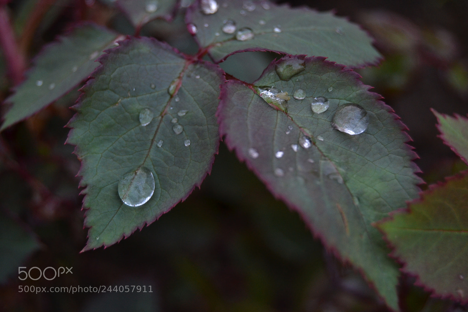 Nikon D3100 sample photo. Untitled photography
