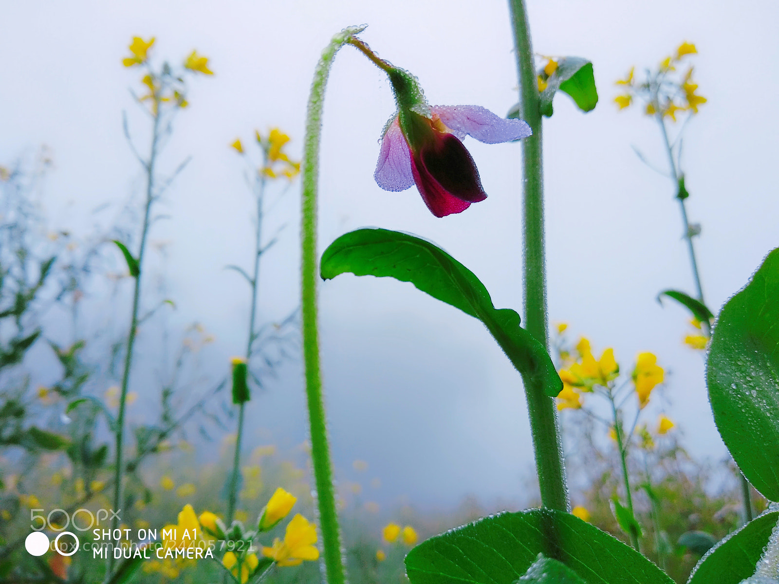 Xiaomi Mi A1 sample photo. Untitled photography