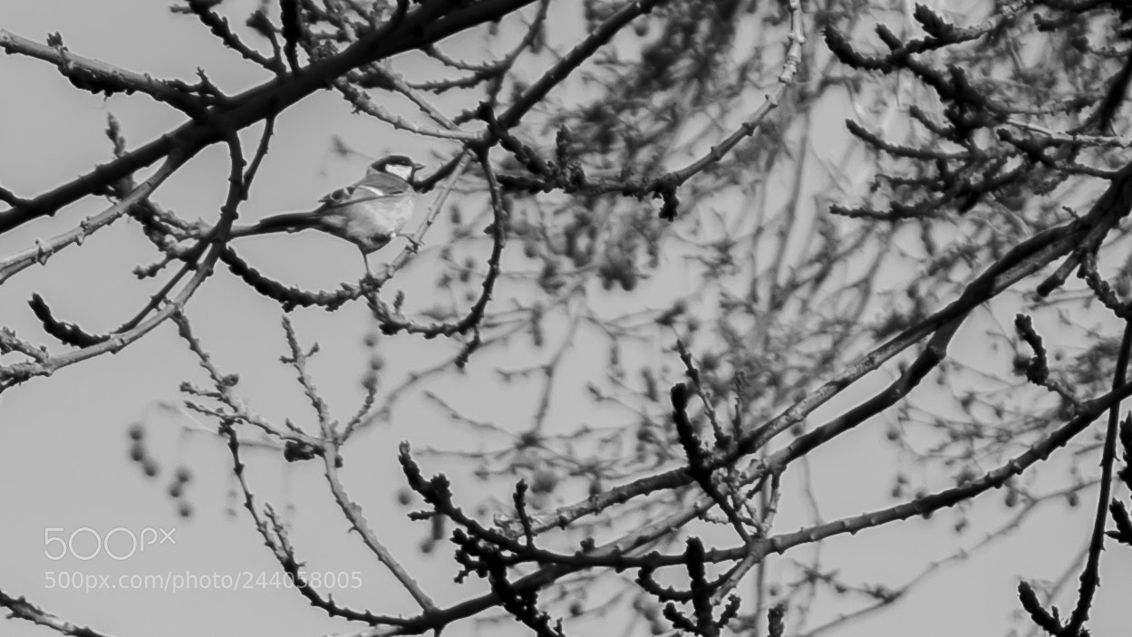 Nikon D3100 sample photo. Untitled photography