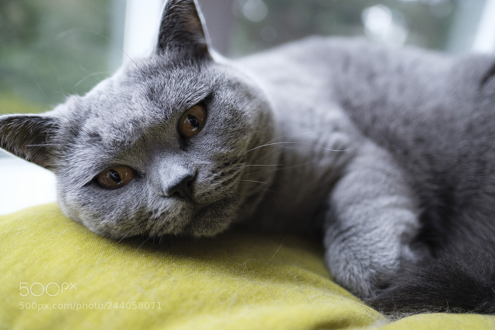 Fujifilm X-T2 sample photo. Sleepy stella photography