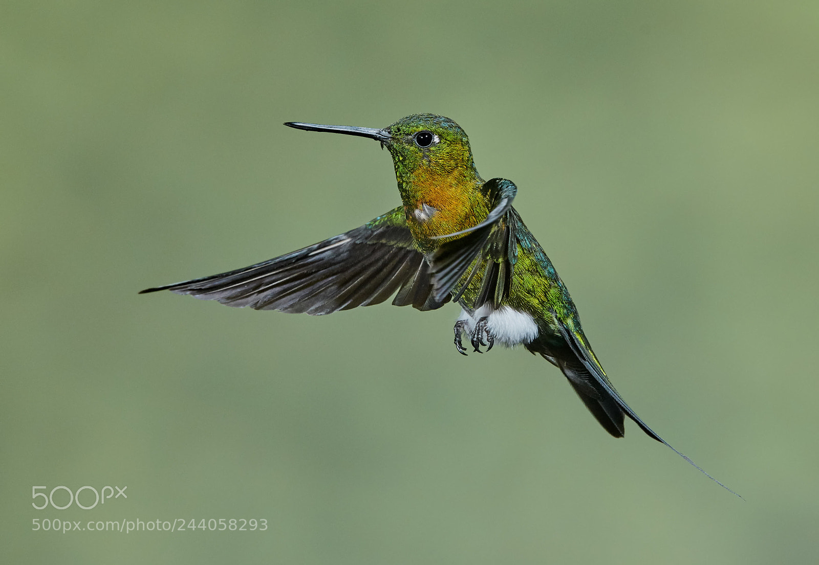 Nikon D850 sample photo. Golden breasted puffleg photography