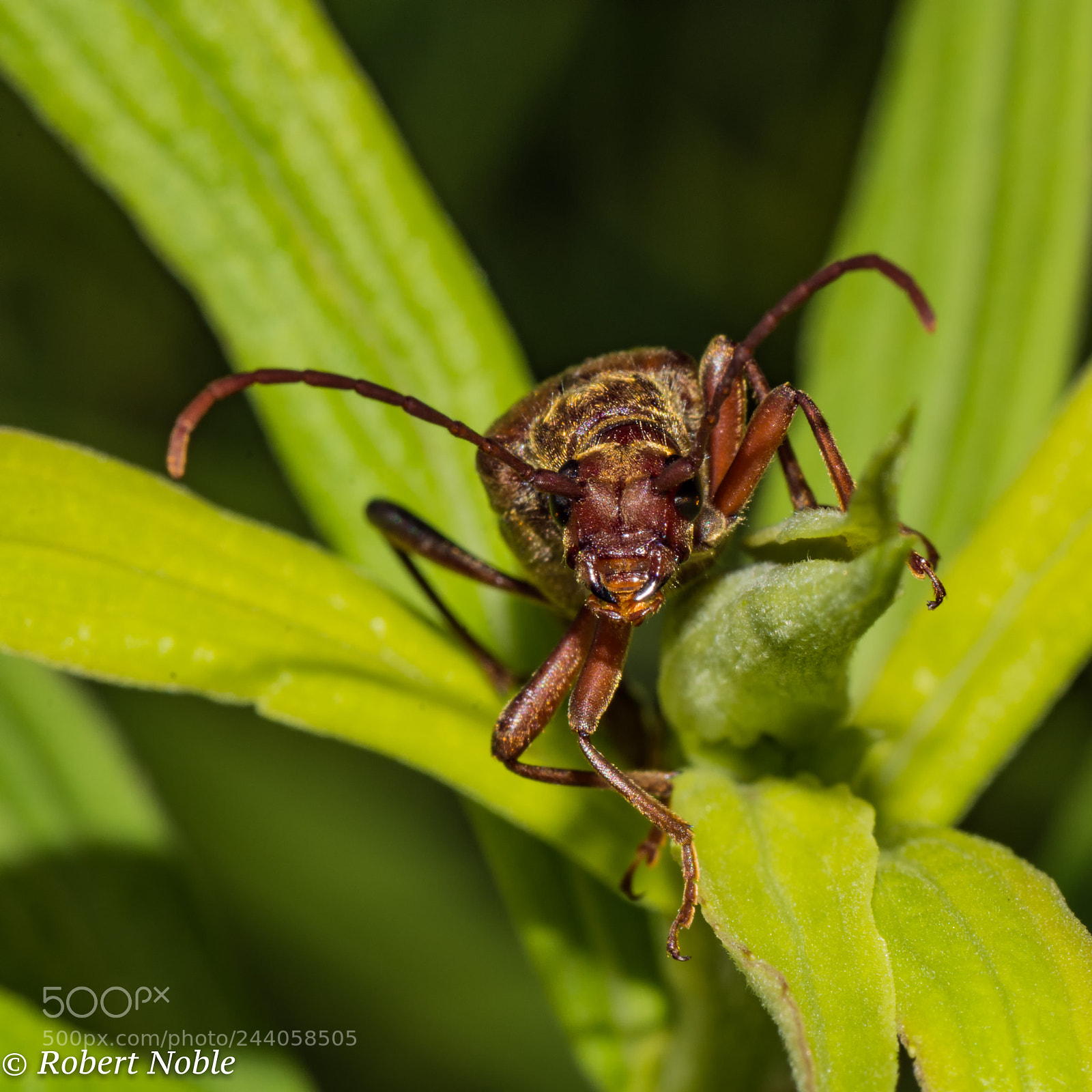 Nikon D7200 sample photo. Beetle face photography