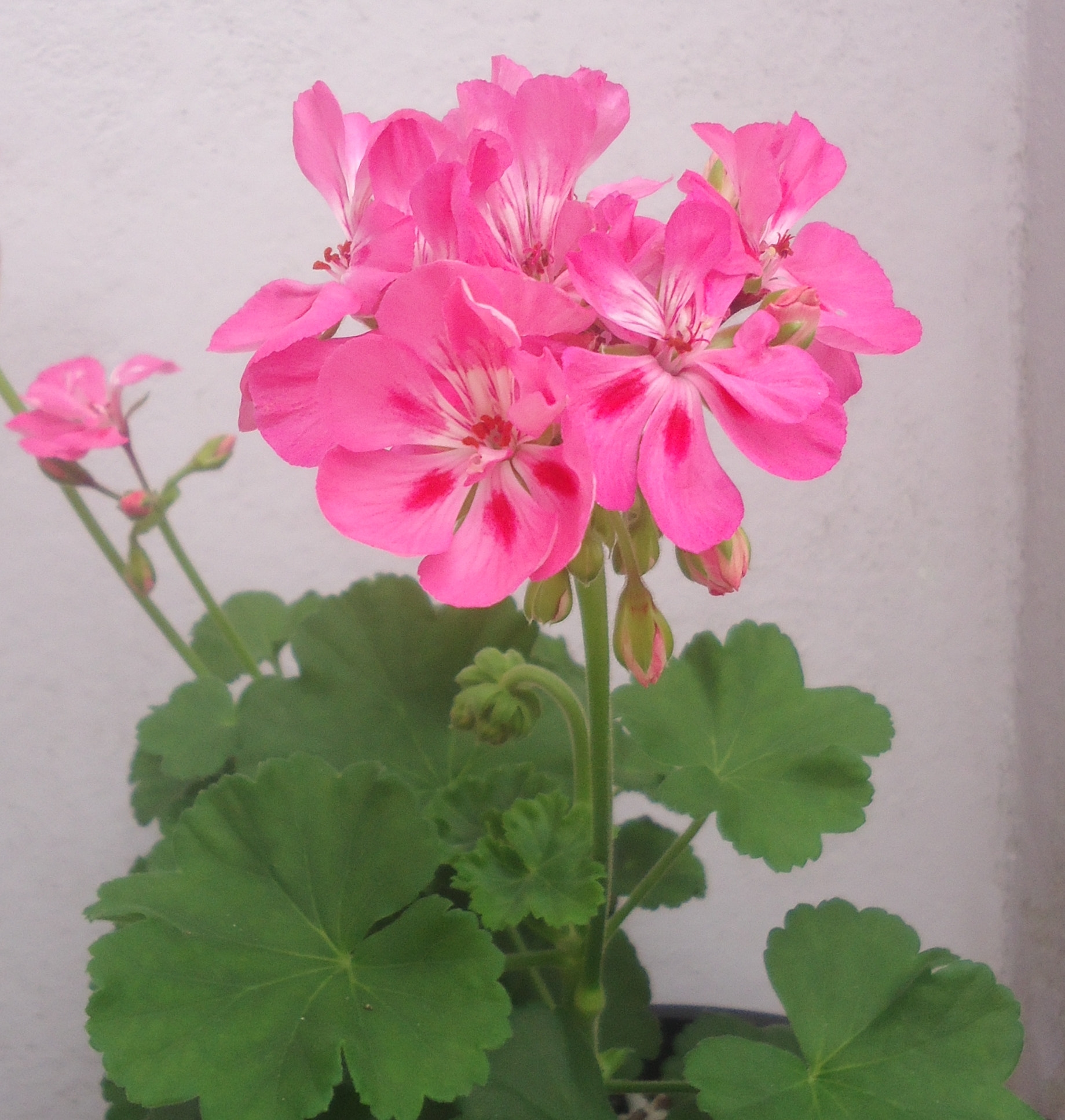 Sony Cyber-shot DSC-W530 sample photo. Geranium photography