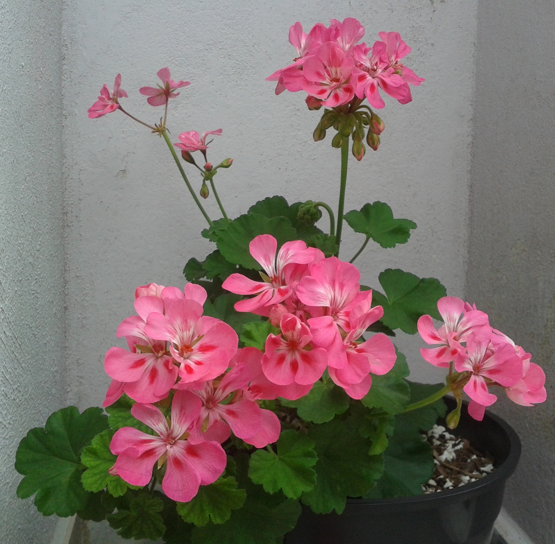 Samsung Galaxy Win sample photo. Geranium photography