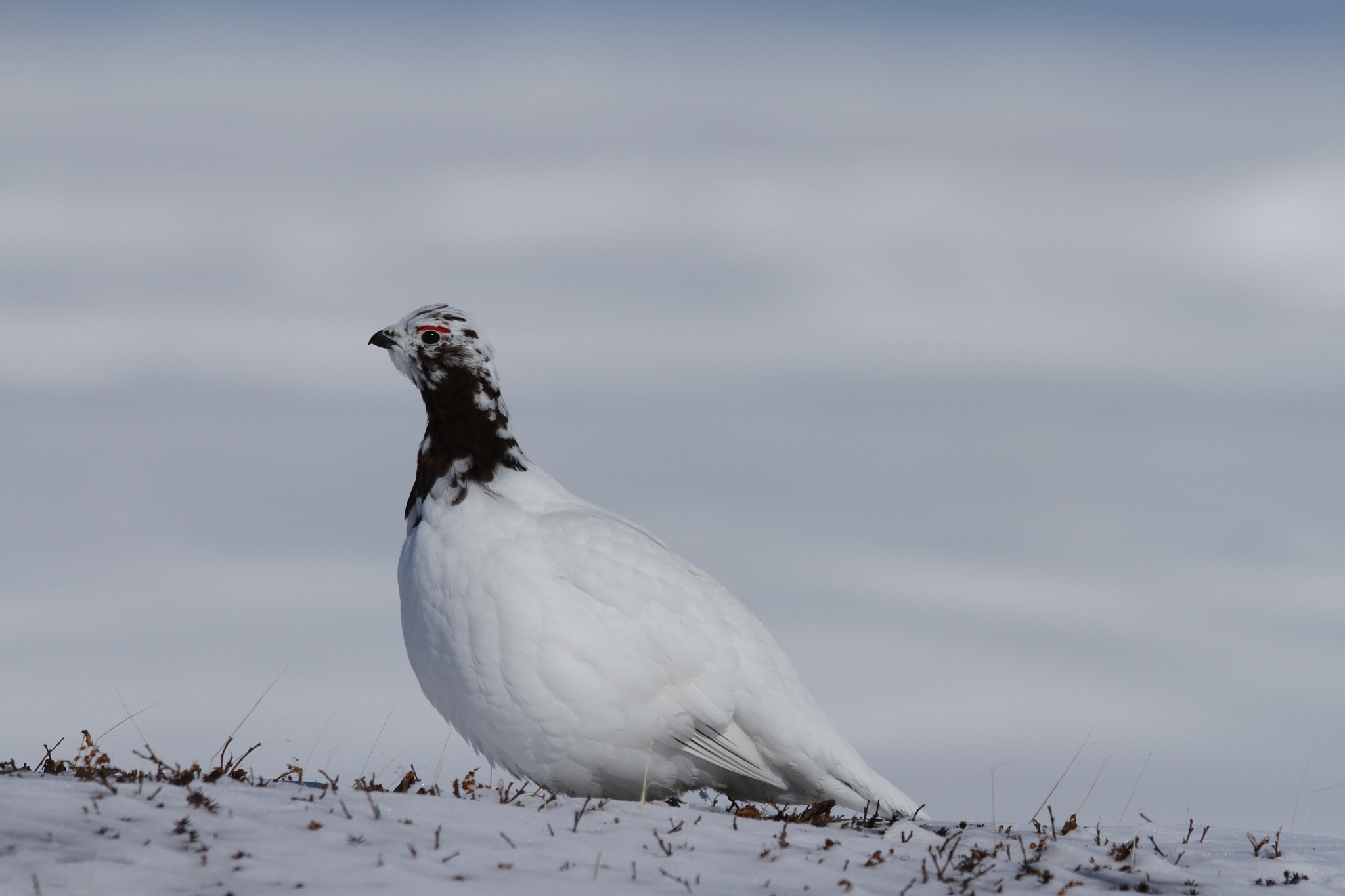 Canon EF 300mm F2.8L IS USM sample photo. Rock ptarmigan (lagopus muta) showing spring colours while standing on snow photography