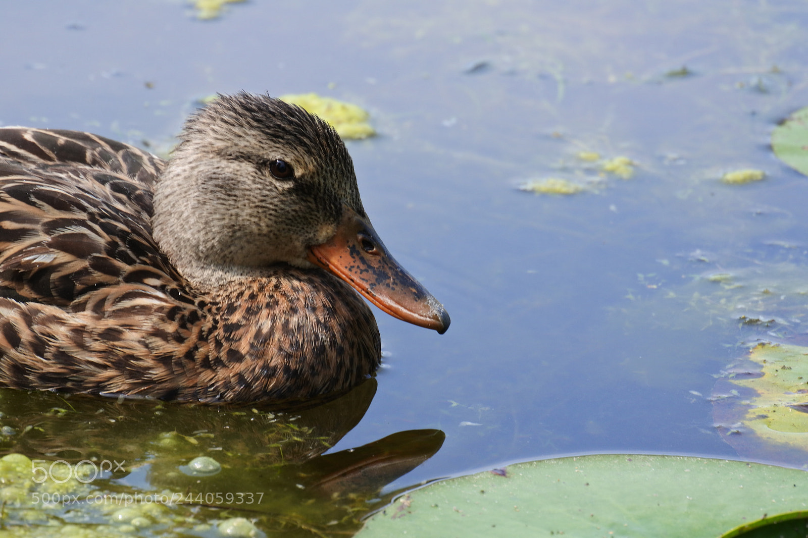Nikon 1 J5 sample photo. Duck 2 photography