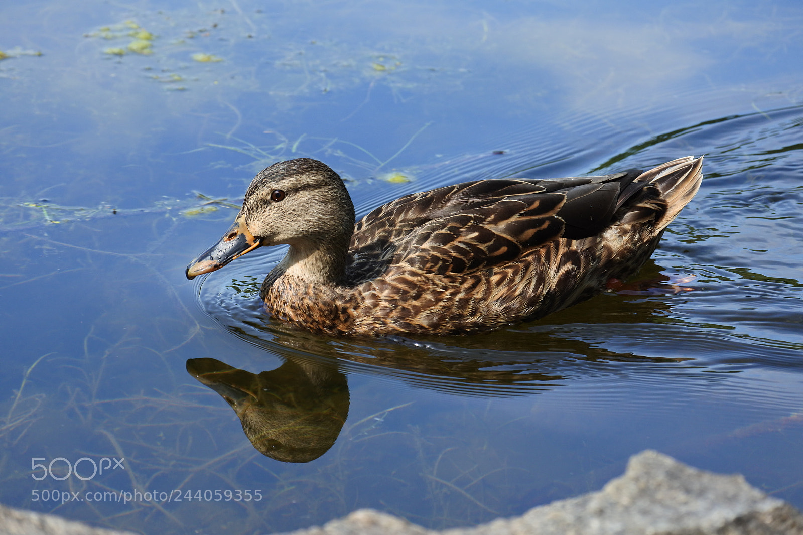 Nikon 1 J5 sample photo. Duck photography