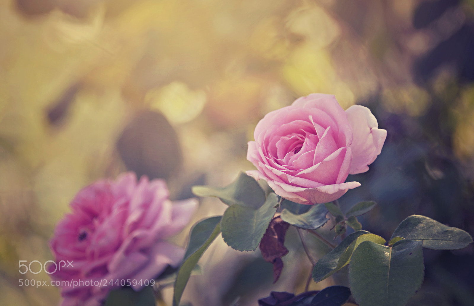Nikon D800E sample photo. The year of the photography