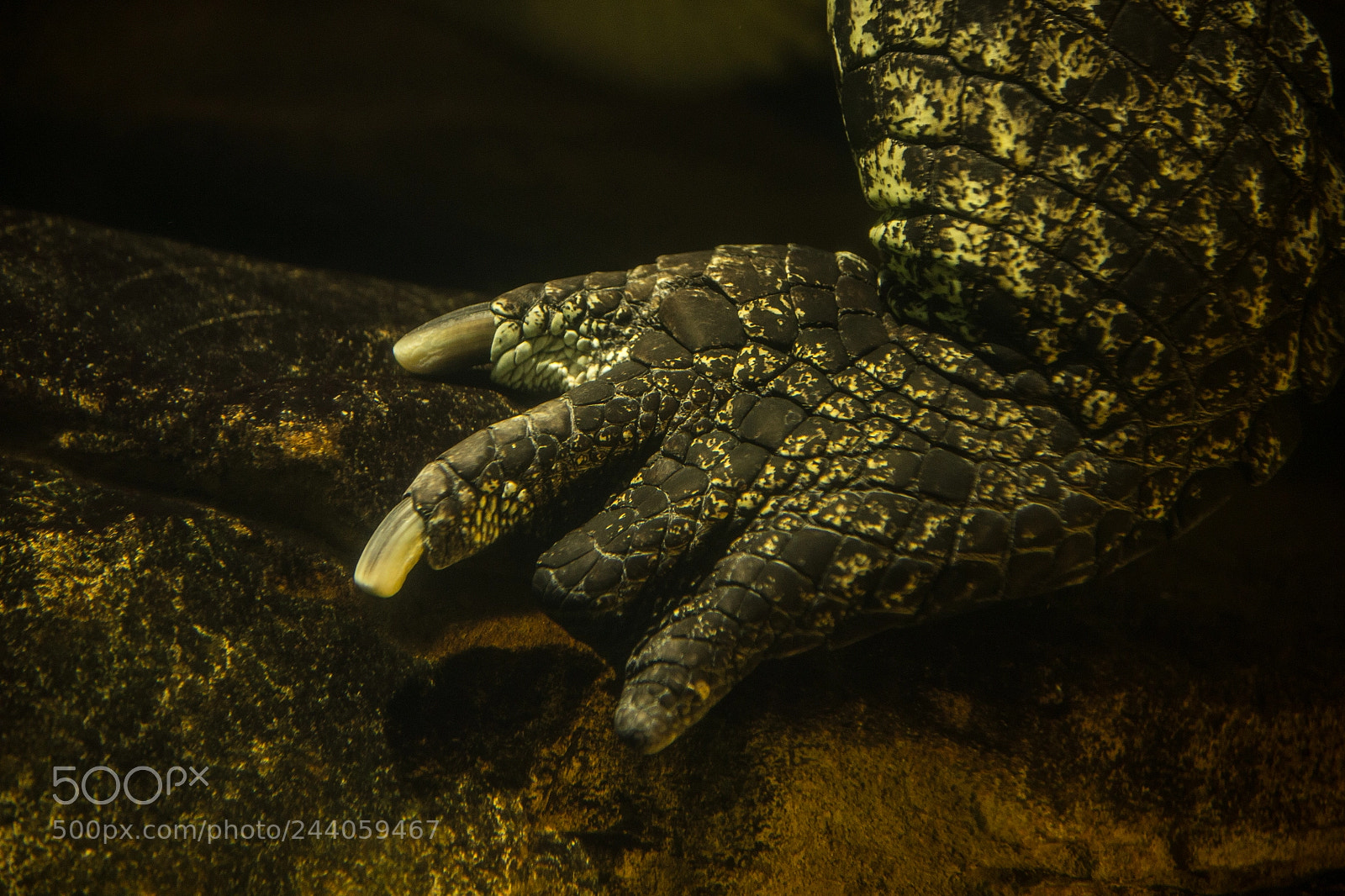 Canon EOS-1D X sample photo. Crocodile leg photography