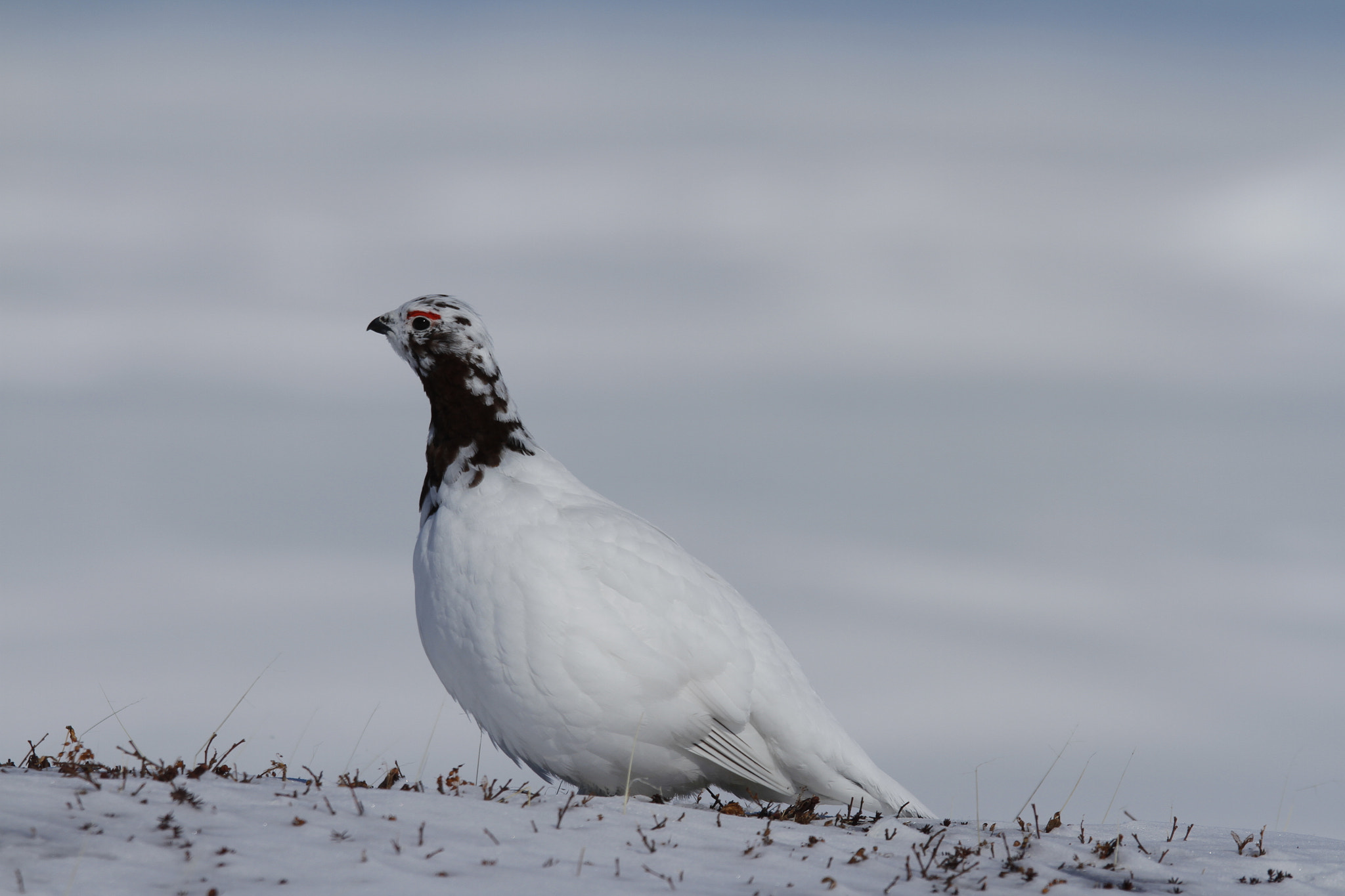 Canon EF 300mm F2.8L IS USM sample photo. Rock ptarmigan (lagopus muta) showing spring colours while standing on snow, near arviat photography
