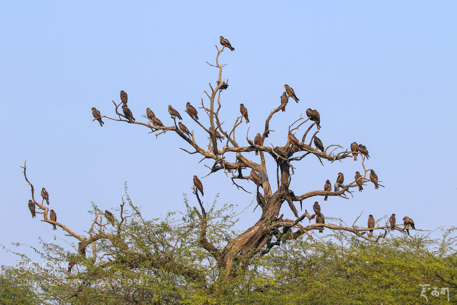 Canon EOS 7D Mark II sample photo. Nature and birds. photography