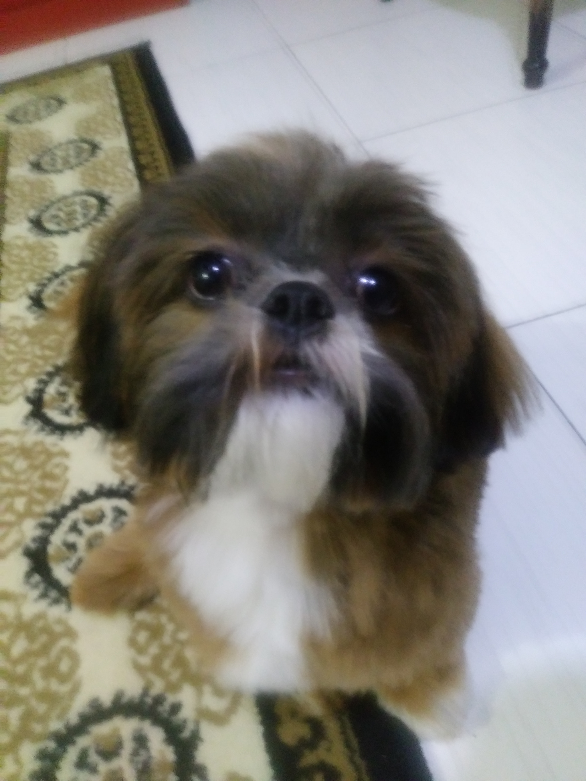 LG Q6 sample photo
