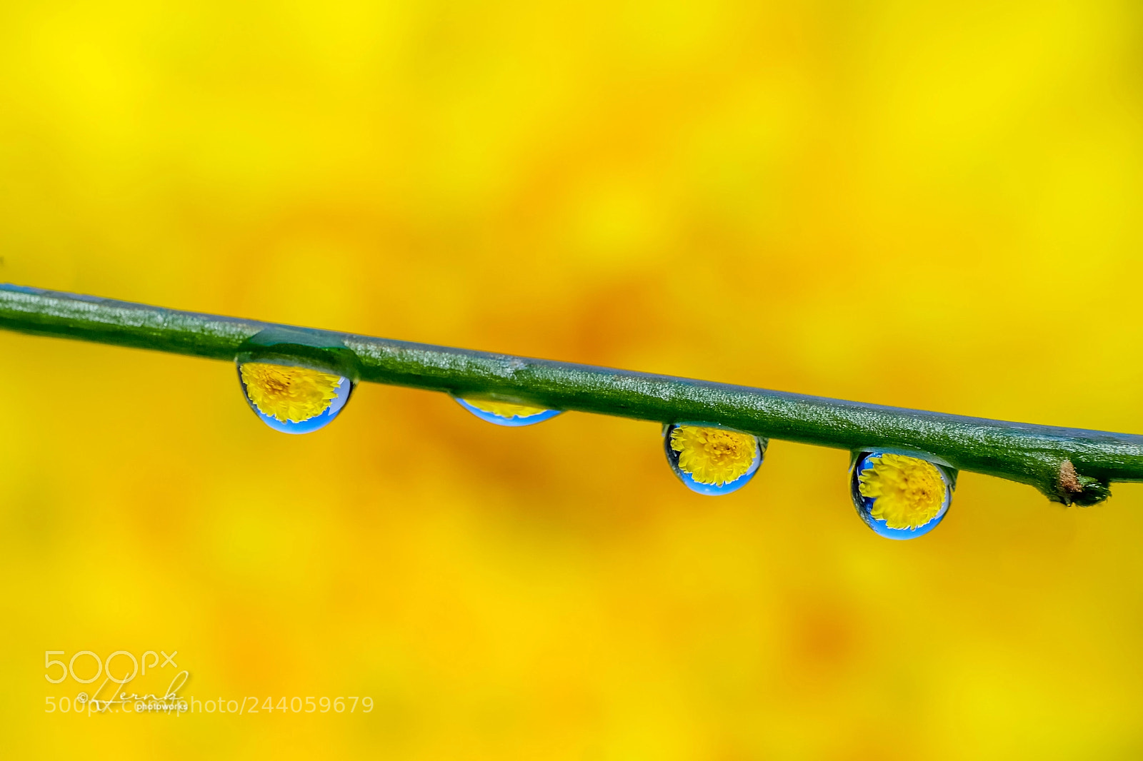 Fujifilm X-T1 sample photo. Yellow photography