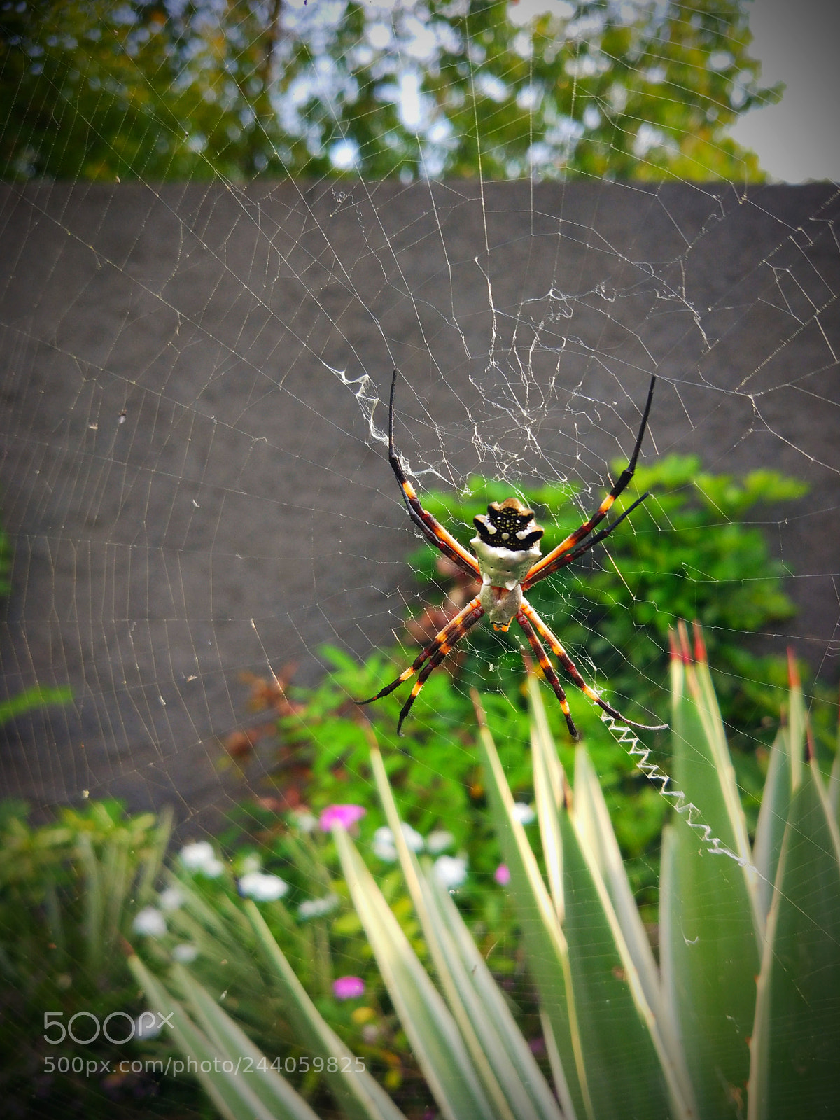 Xiaomi MI 5 sample photo. Untitled photography