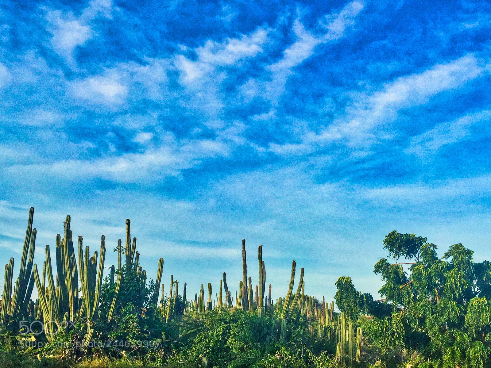 Apple iPhone 6 Plus sample photo. Dry vacation photography