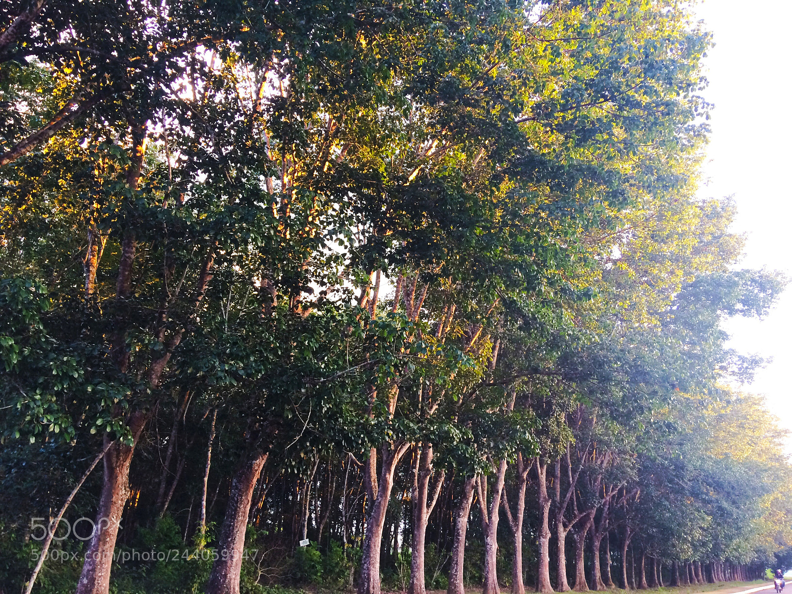 Apple iPhone 5s sample photo. I love this. photography