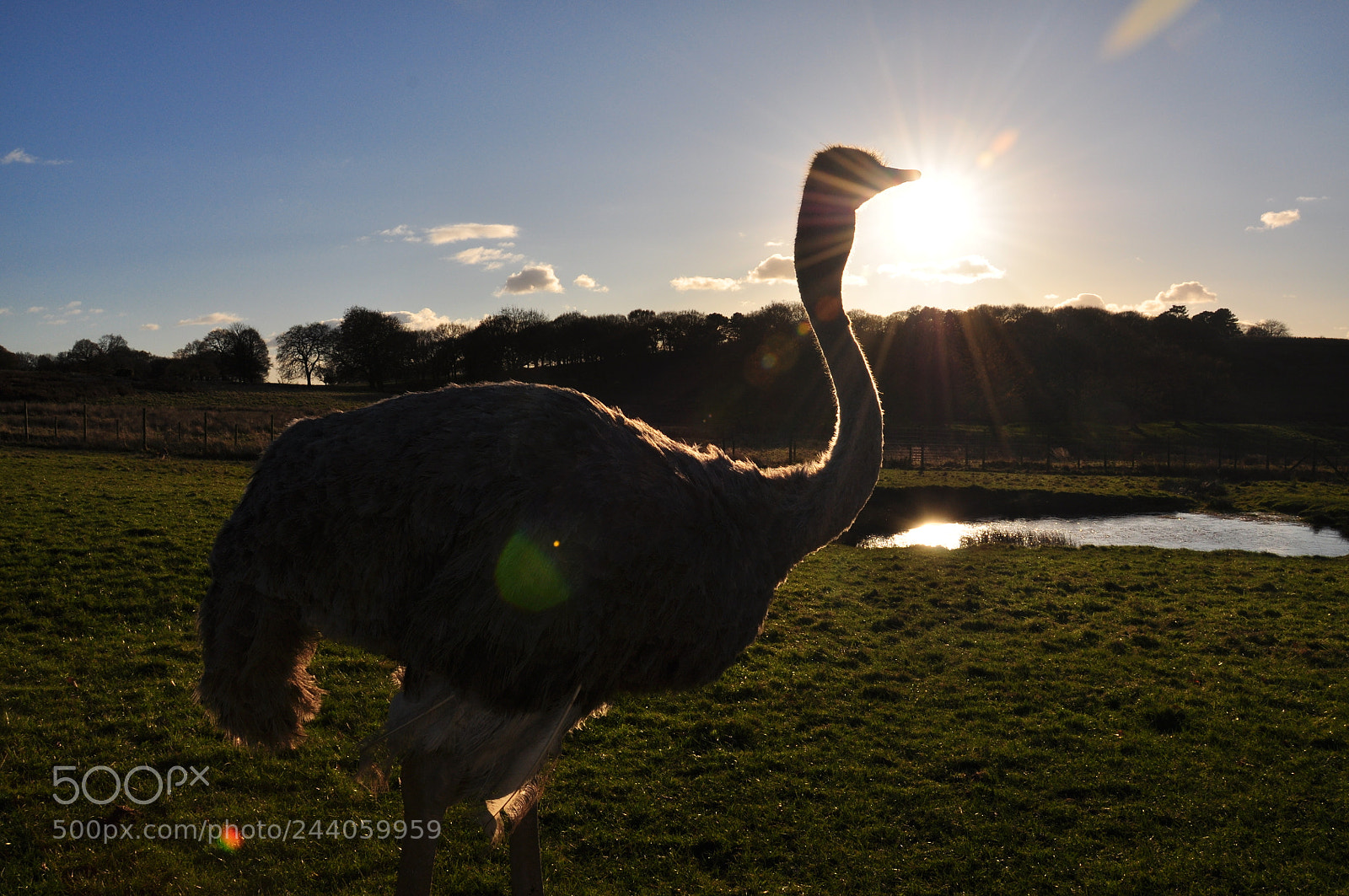 Nikon D90 sample photo. Ostrich in the sun photography