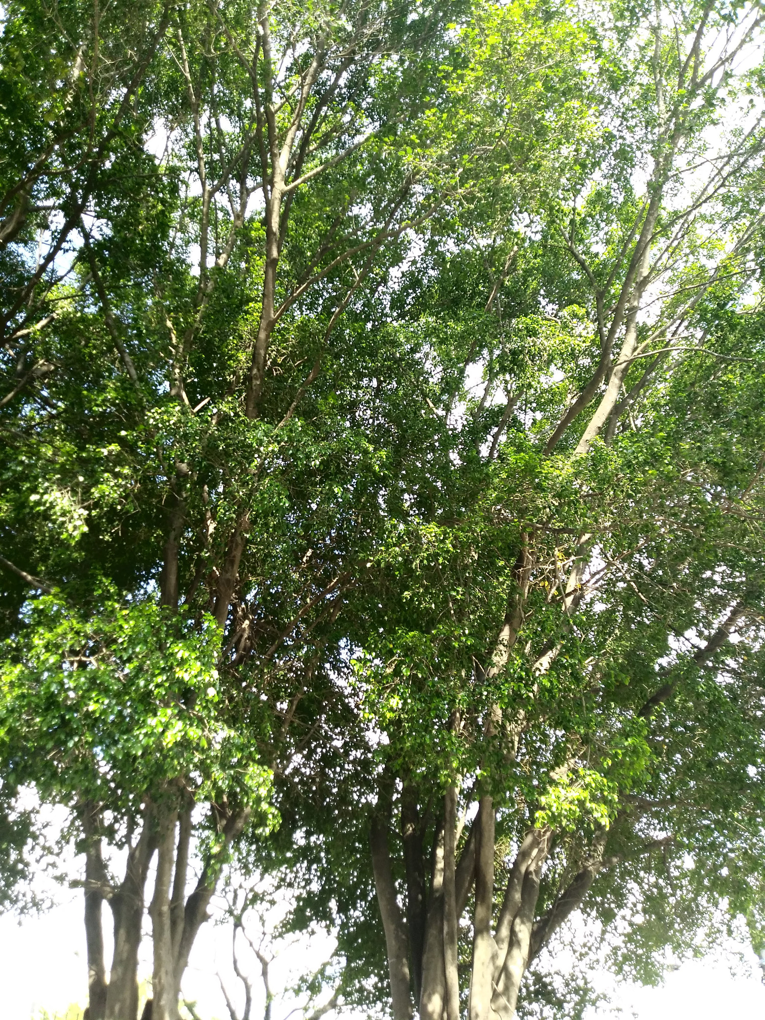LG Q6 sample photo