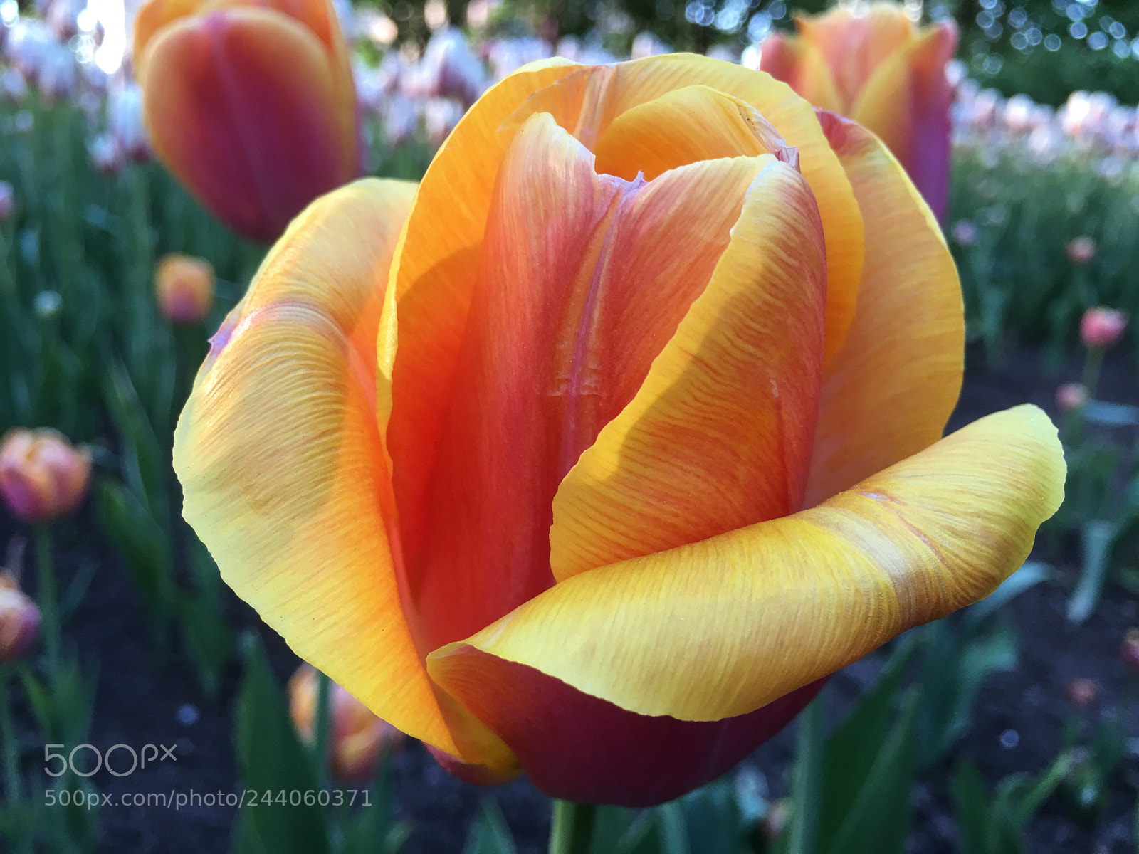 Apple iPhone 6s Plus sample photo. Tulip photography