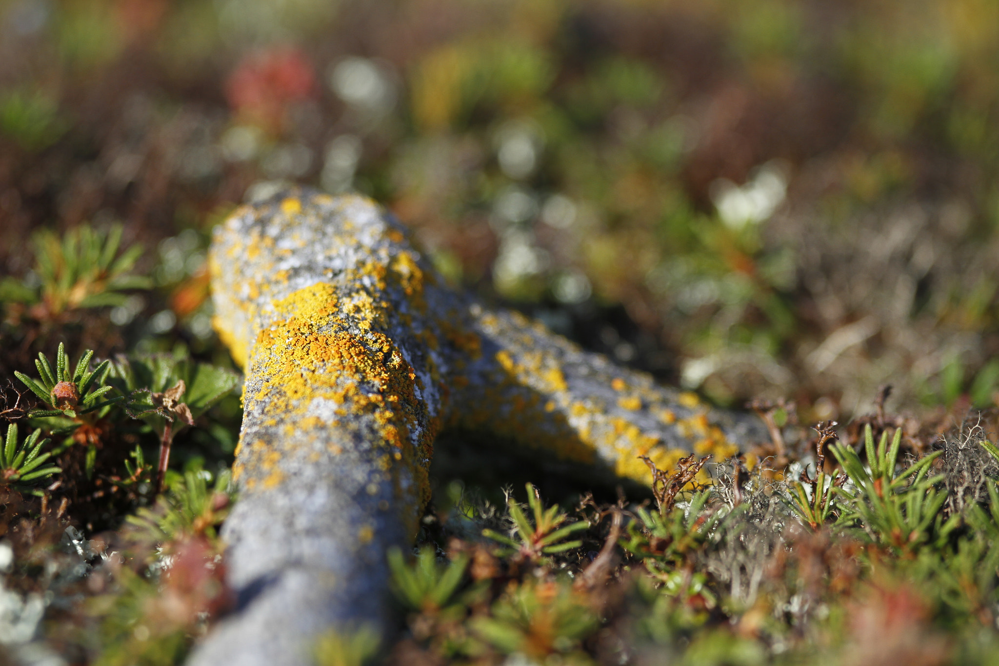 Canon EOS 7D sample photo. Old caribou antler covered in lichen surrounded by labrador tea photography