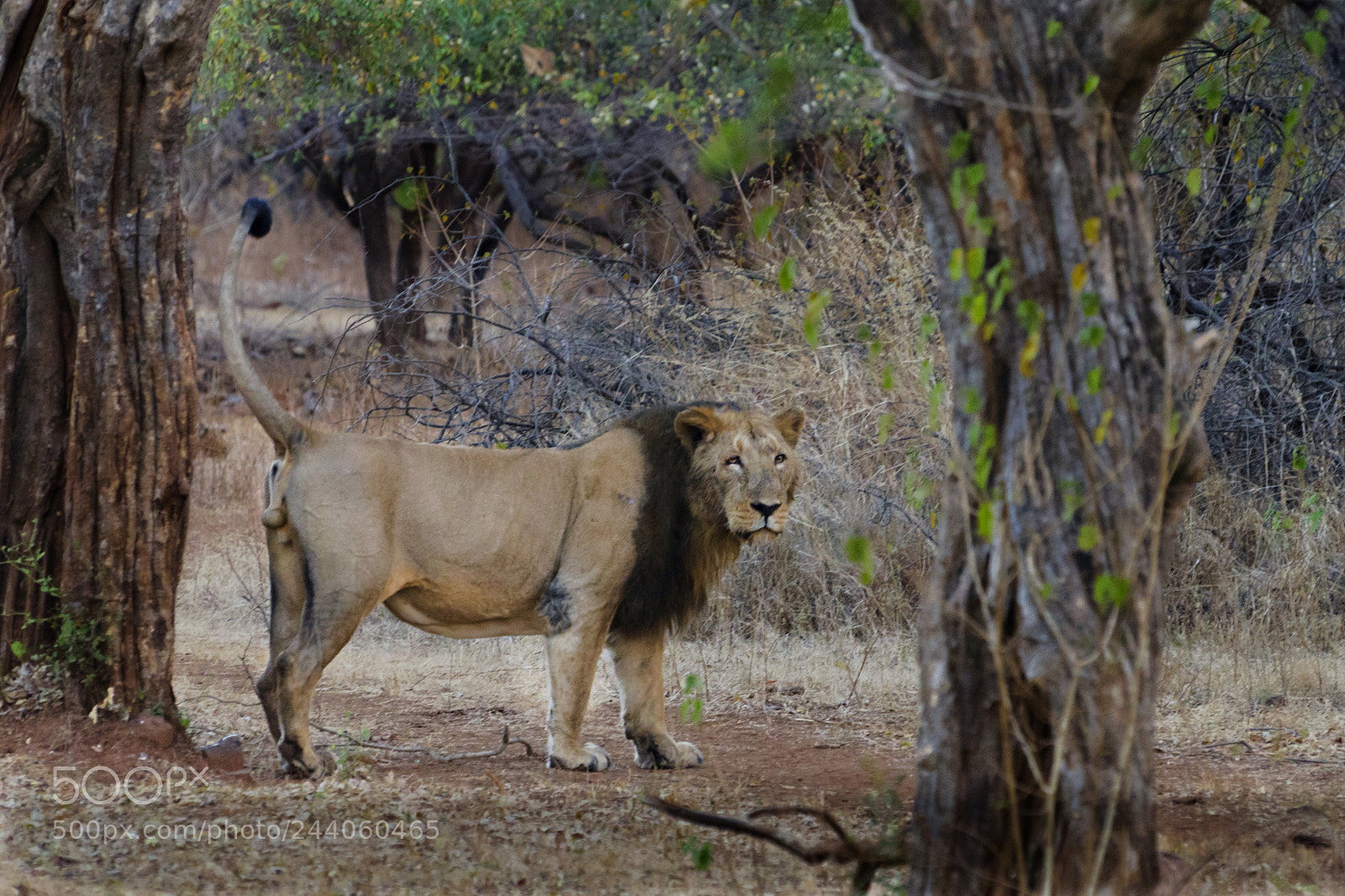 Nikon D5100 sample photo. Marking its territory photography
