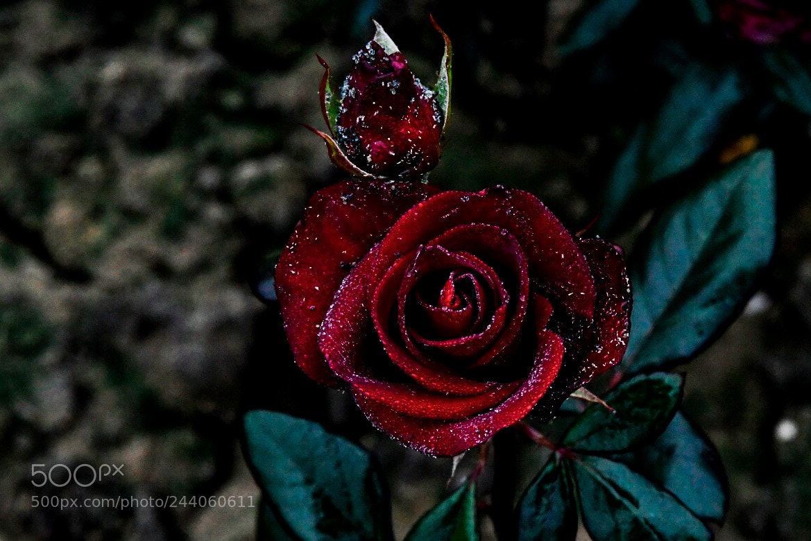 Nikon D500 sample photo. Beautiful rose photography