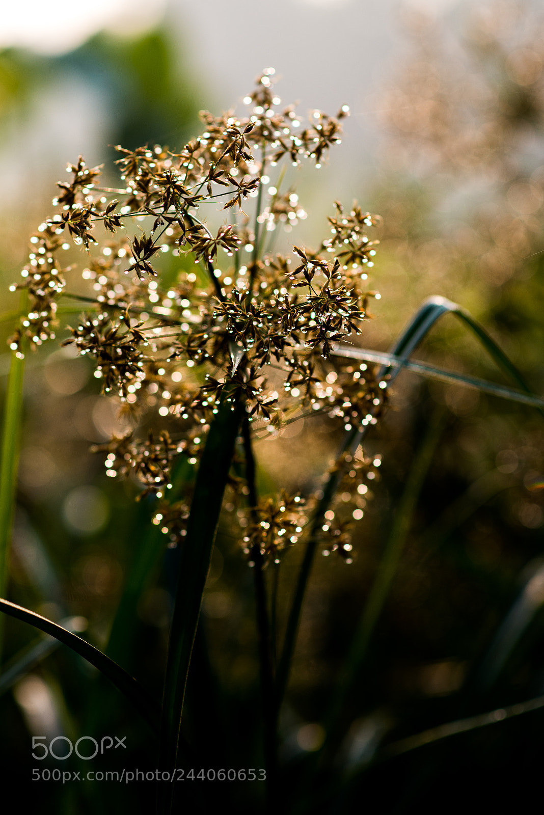 Nikon D610 sample photo. After rain photography