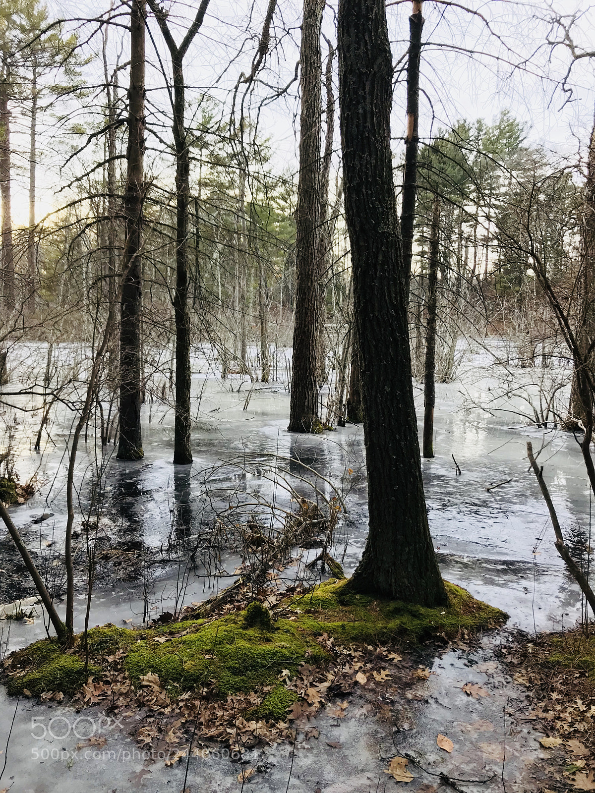 Apple iPhone 7 Plus sample photo. In the woods on photography