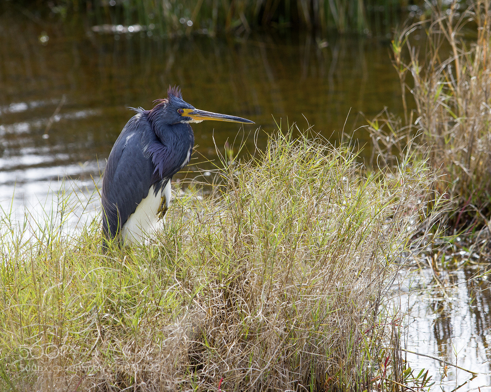 Canon EOS 550D (EOS Rebel T2i / EOS Kiss X4) sample photo. Blue heron photography