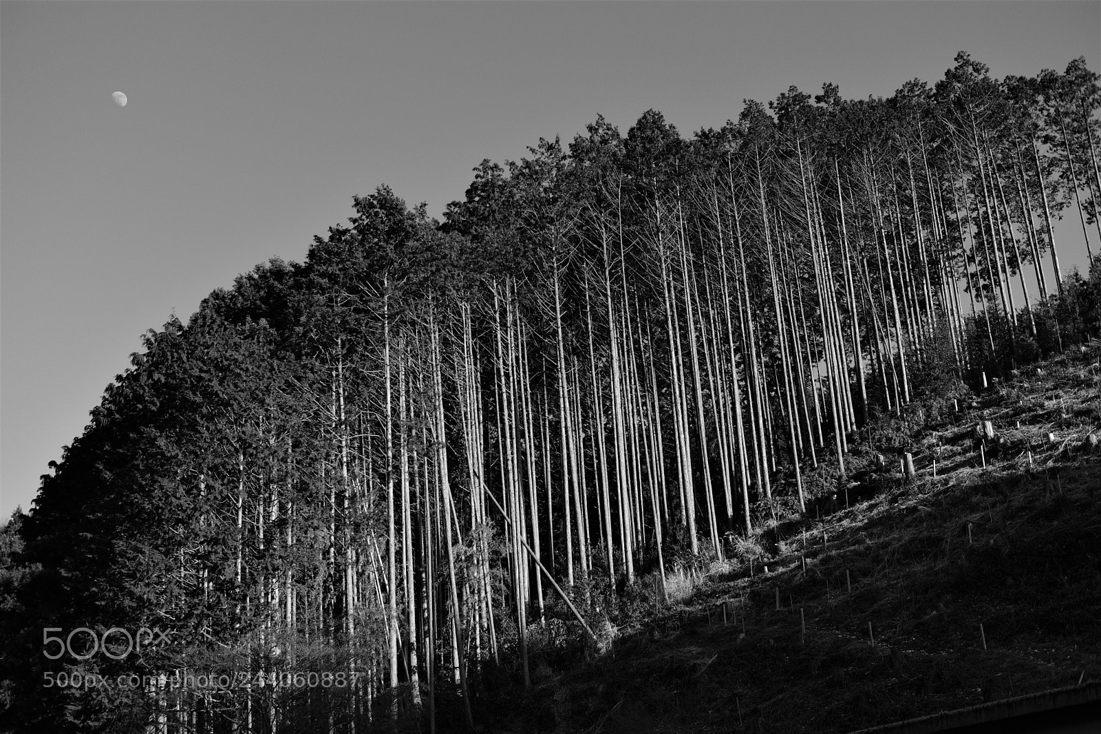 Fujifilm X-T2 sample photo. Declining sun photography