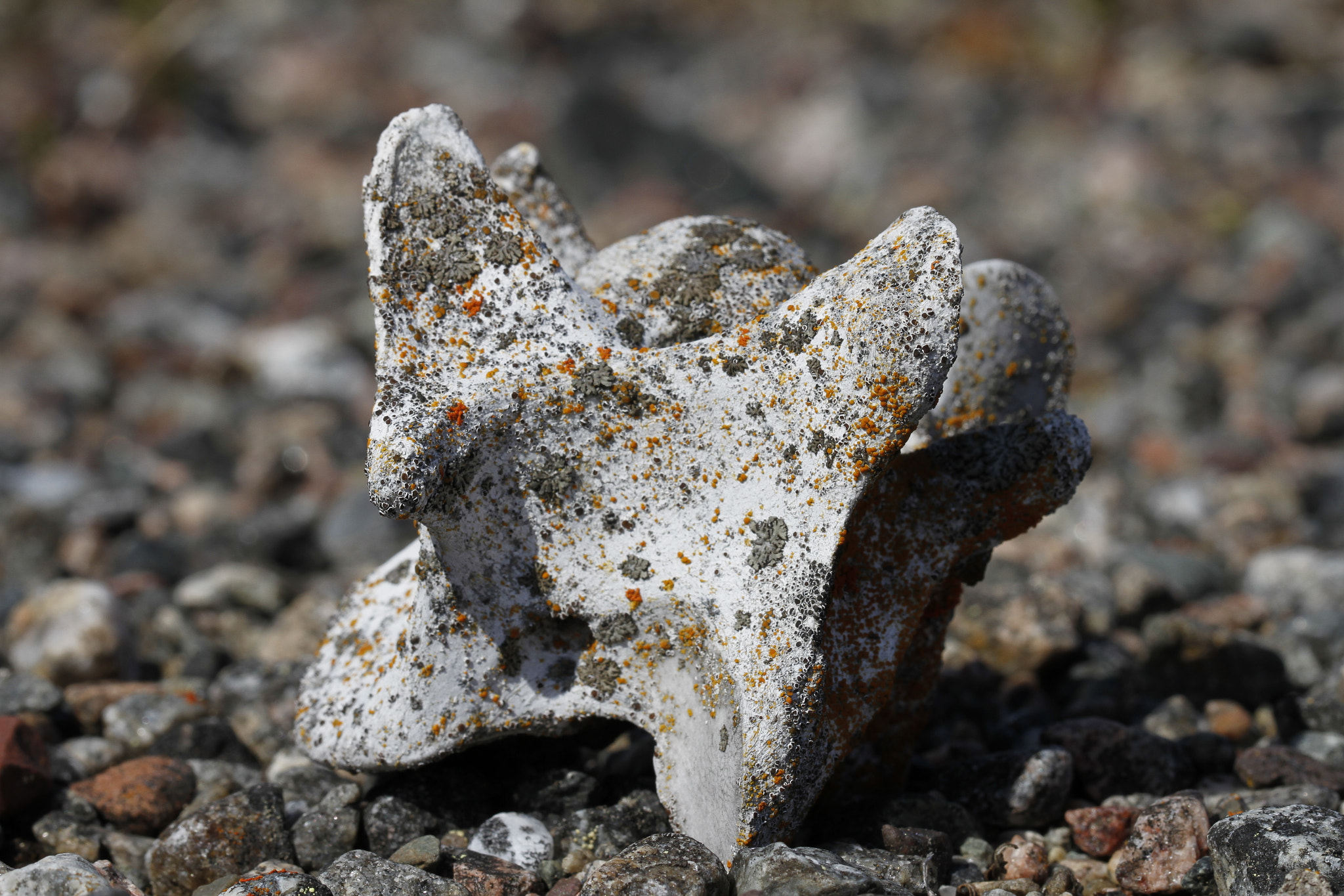 Canon EOS 7D sample photo. Old caribou vertebrate bone found on the arctic tundra, near arviat nunavut canada photography