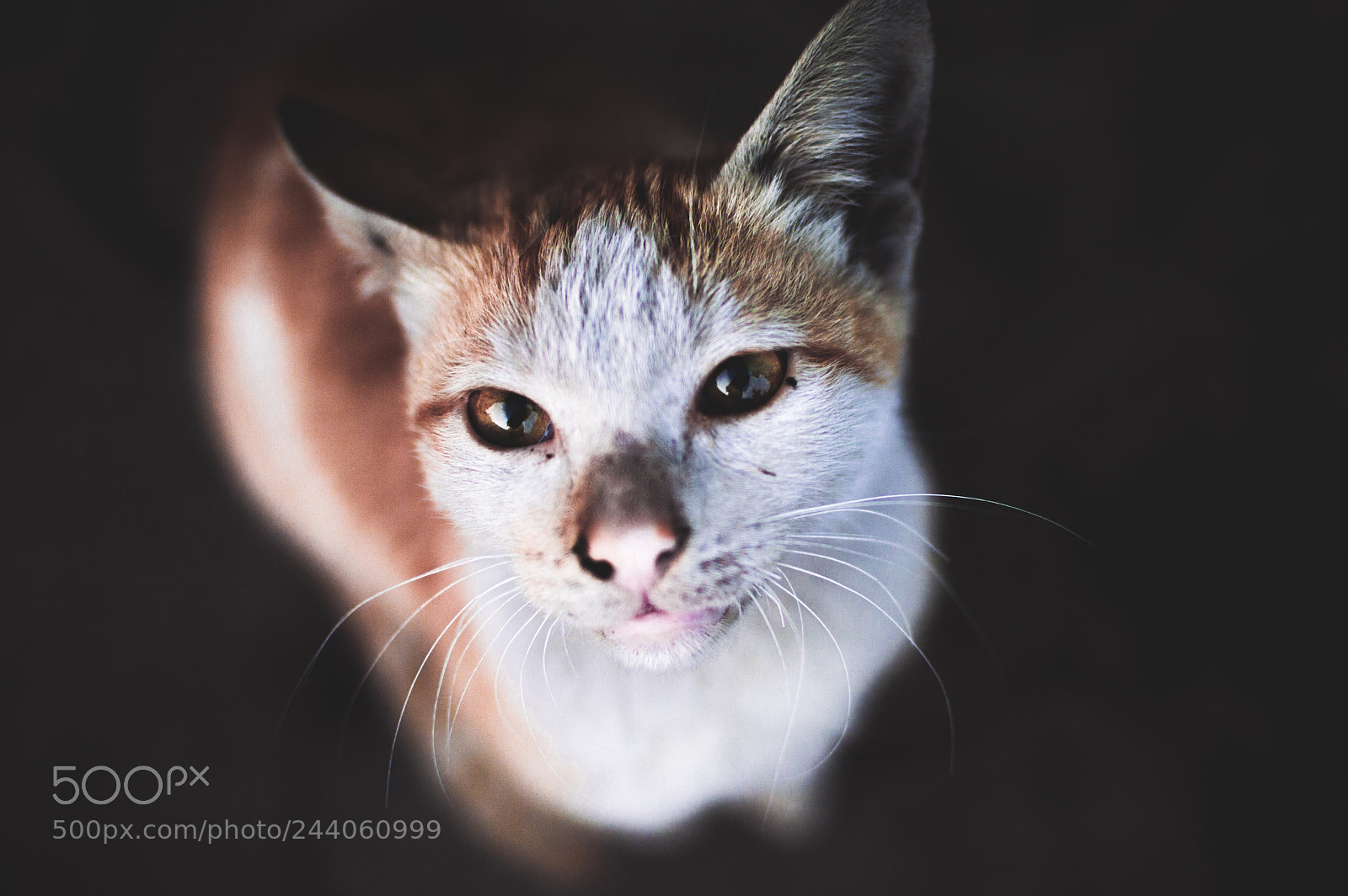 Nikon D3200 sample photo. Cat photography