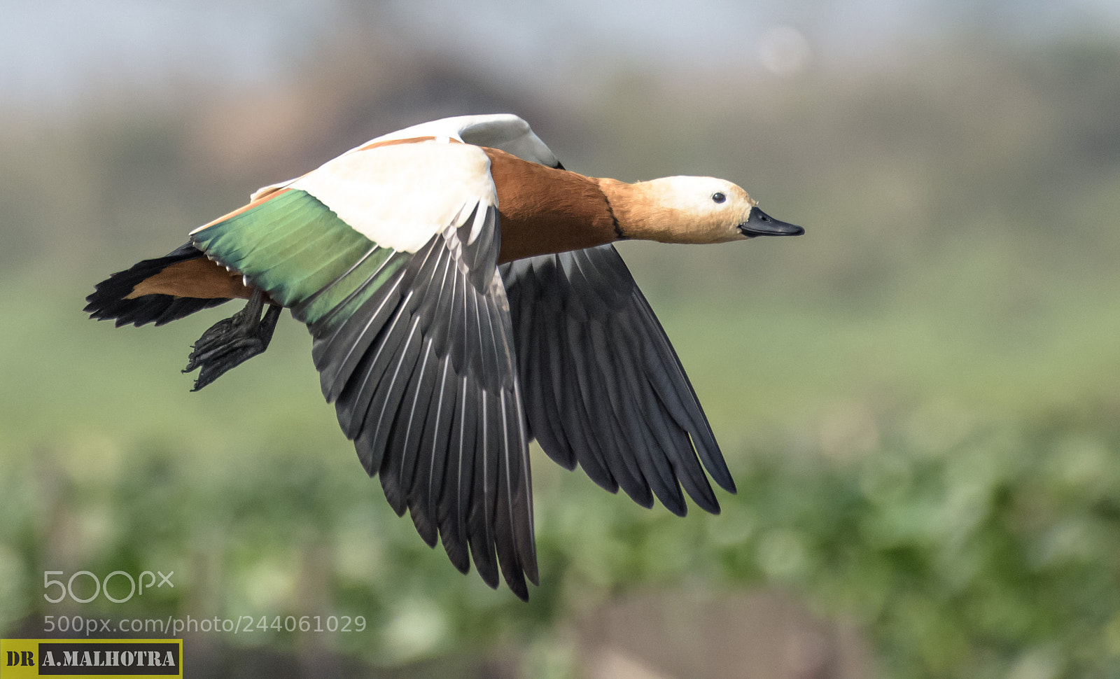 Nikon D810 sample photo. Flying colours... photography