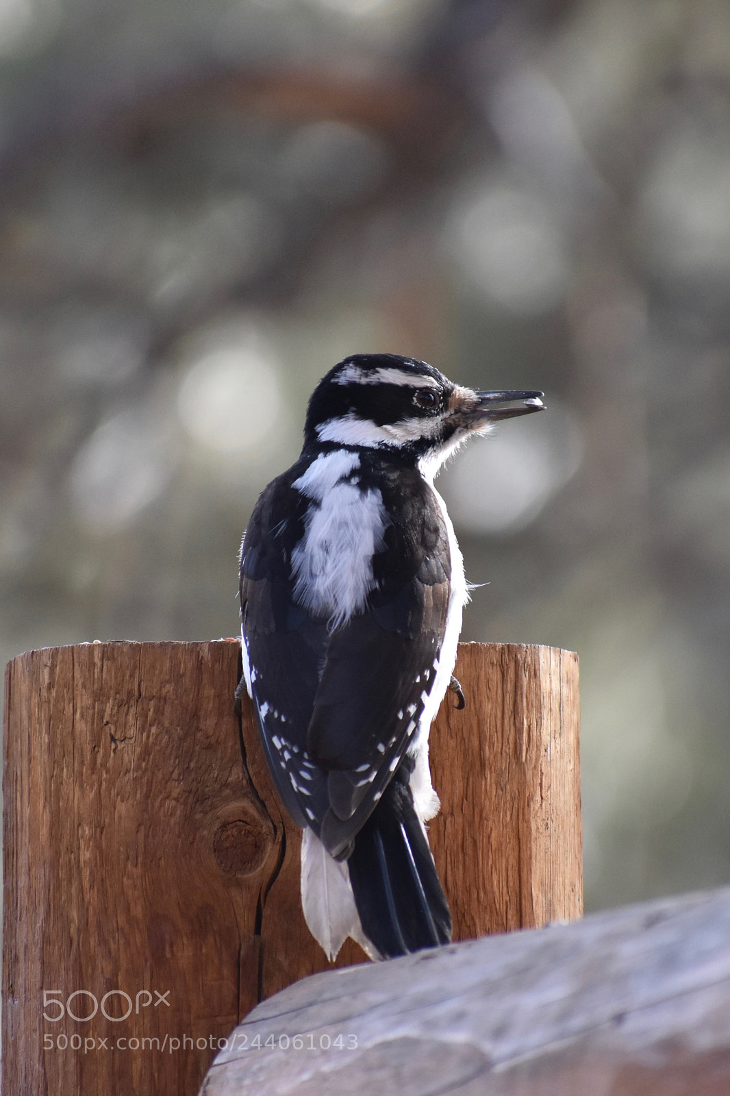 Nikon D3400 sample photo. Downy woodpecker photography